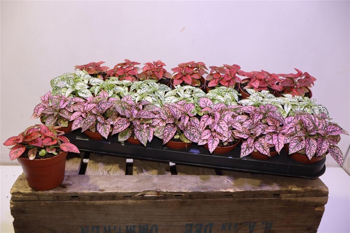 <h4>arr8 Hypoest Gem</h4>