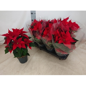 EUPHOR PULCHERRIM OV