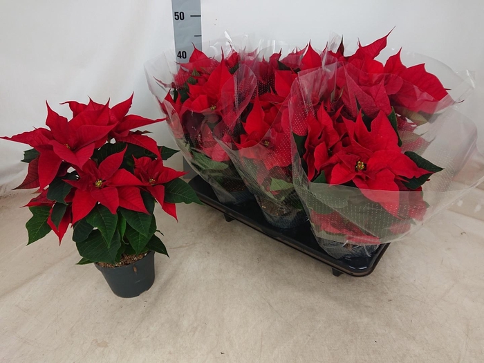 <h4>EUPHOR PULCHERRIM OV</h4>