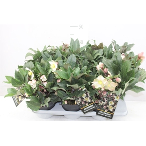 Helleborus Hgc Shoot Star 50+-