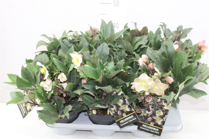 <h4>Helleborus Hgc Shoot Star 50+-</h4>