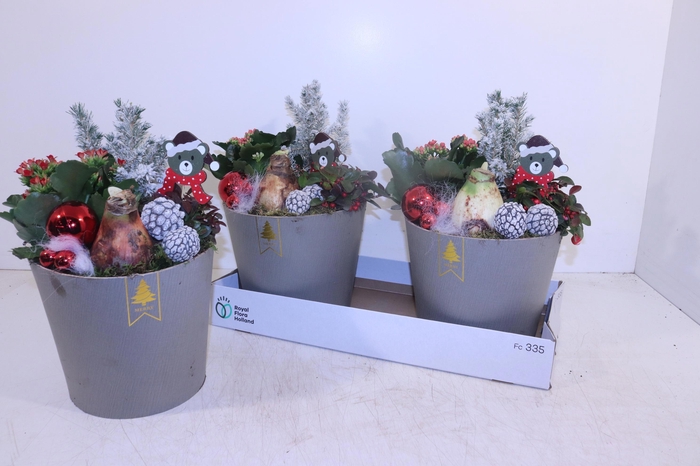 <h4>ARR HIPPEASTRUM</h4>