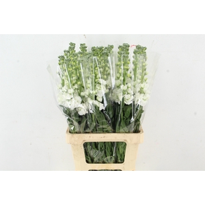 MATTHIOLA IRON WHITE