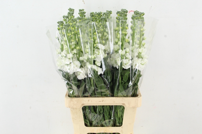 <h4>MATTHIOLA IRON WHITE</h4>