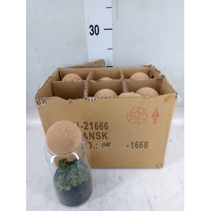 Arr.   Kamerplant Groen L%