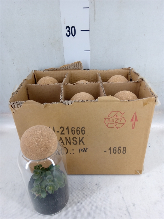 <h4>Arr.   Kamerplant Groen L%</h4>