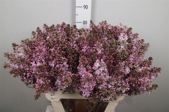 <h4>Syr V Romance 4+</h4>