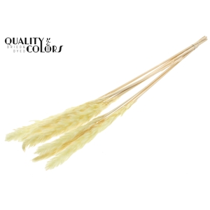 Fluffy Pampas 10pc/bunch Bleached Yellow
