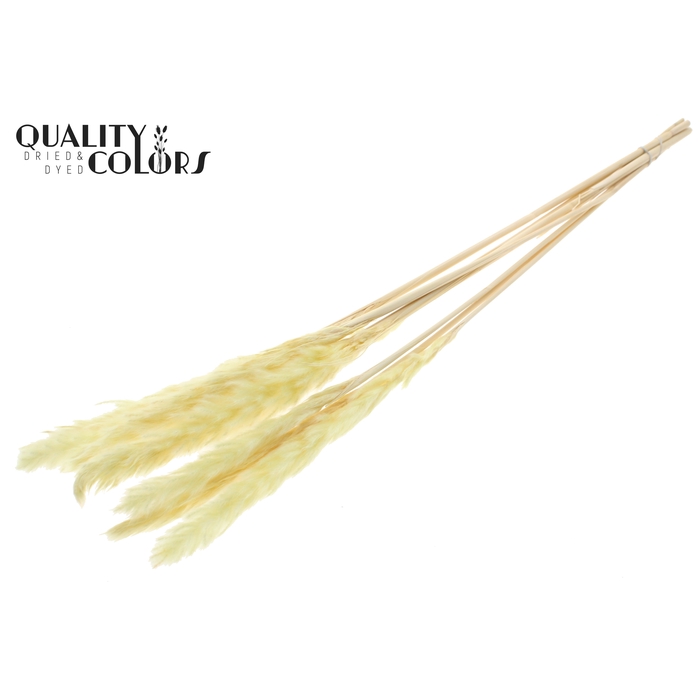 <h4>Fluffy Pampas 10pc/bunch Bleached Yellow</h4>