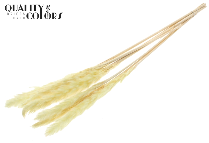 Fluffy Pampas 10pc/bunch Bleached Yellow