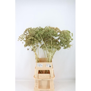 Ferule White 120cm P Stem