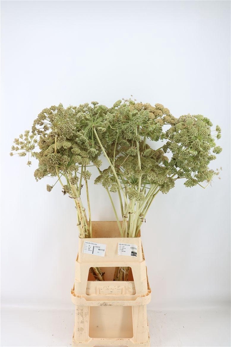 <h4>Ferule White 120cm P Stem</h4>