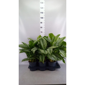 Aglaonema  'Silver Frost'