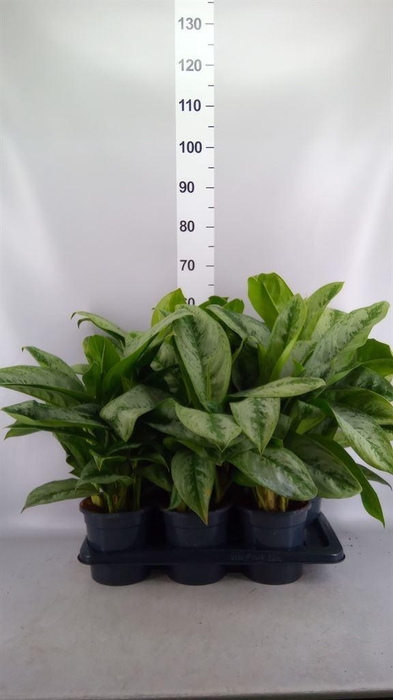 <h4>Aglaonema  'Silver Frost'</h4>