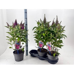 BUDD BFC LITTLE RUBY