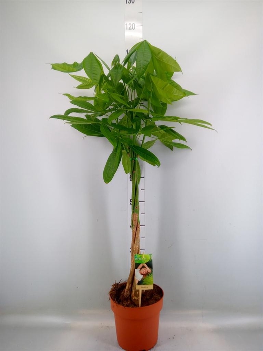 <h4>Pachira aquatica</h4>