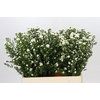 Aster Paquita
