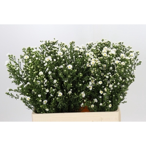 Aster Paquita