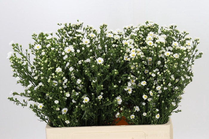 <h4>Aster Paquita</h4>