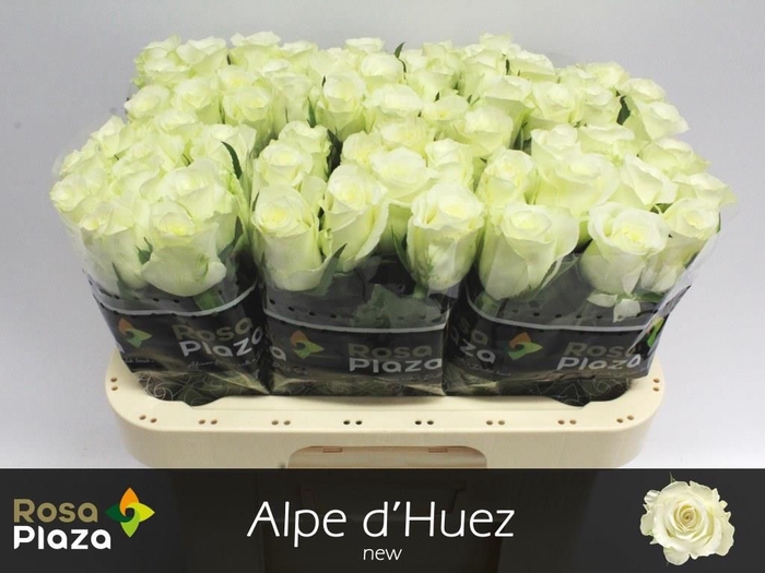 <h4>R GR ALPE DHUEZ</h4>