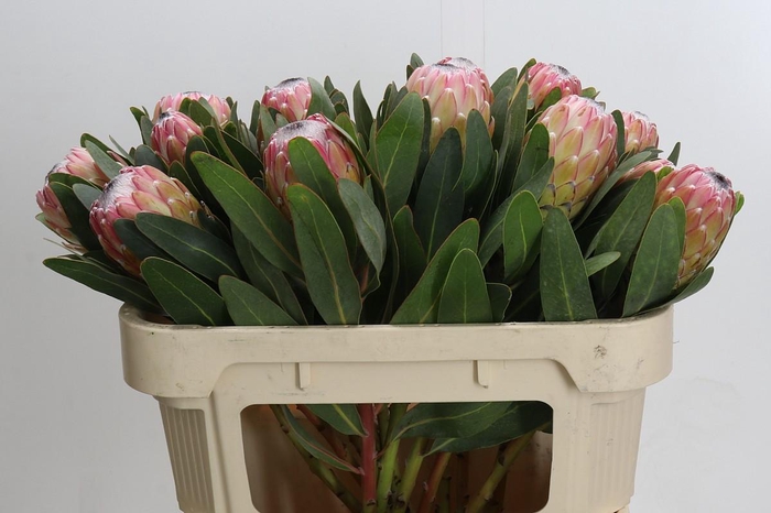 <h4>Protea Susara</h4>