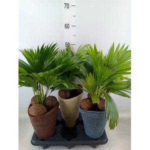 Livistona rotundifolia