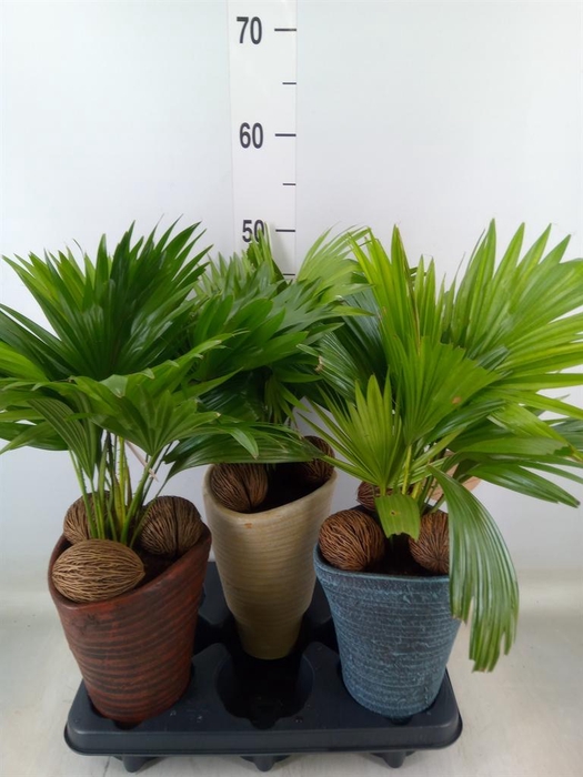 <h4>Livistona rotundifolia</h4>