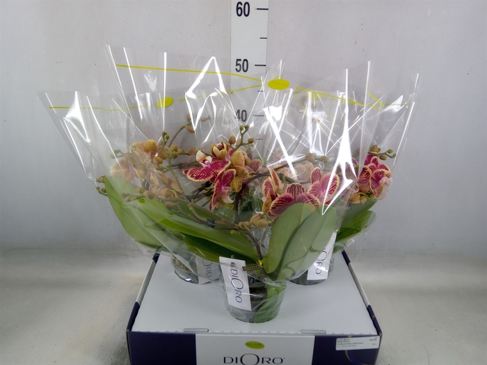 <h4>Phalaenopsis   ...</h4>