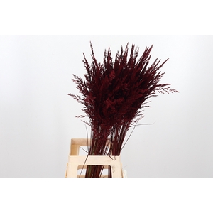 Calamagrostis Kl Bh Bordeaux
