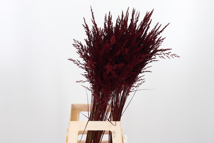 <h4>Calamagrostis Kl Bh Bordeaux</h4>