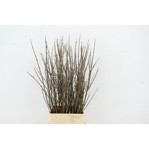 SALIX WILGENKATJES VERTAKT 120CM