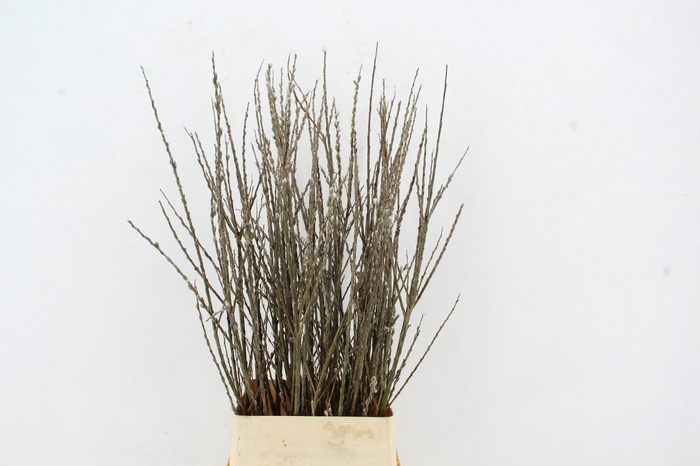 <h4>SALIX WILGENKATJES VERTAKT 120CM</h4>
