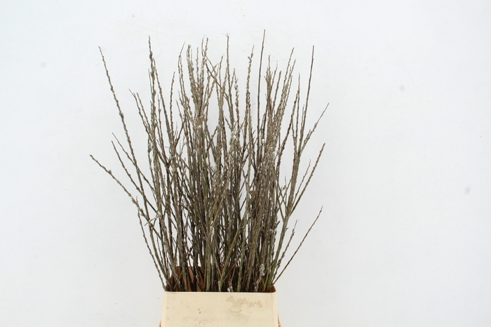 <h4>SALIX WILGENKATJES VERTAKT 120CM</h4>