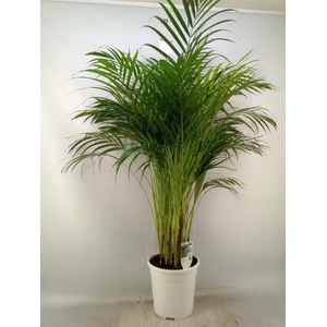 Dypsis lutescens   ...Chrysalidoca