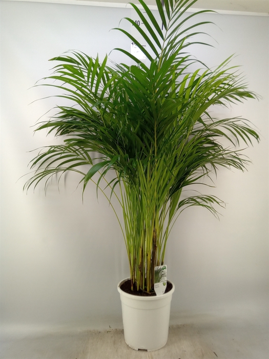 <h4>Dypsis lutescens   ...Chrysalidoca</h4>
