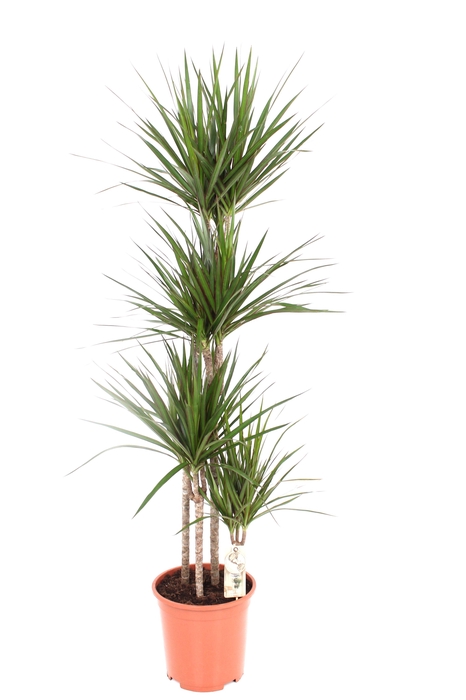 <h4>Marginata P27 90-60-30-15</h4>