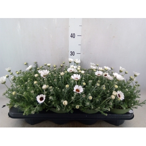Rhodanthemum  'Casablanca'