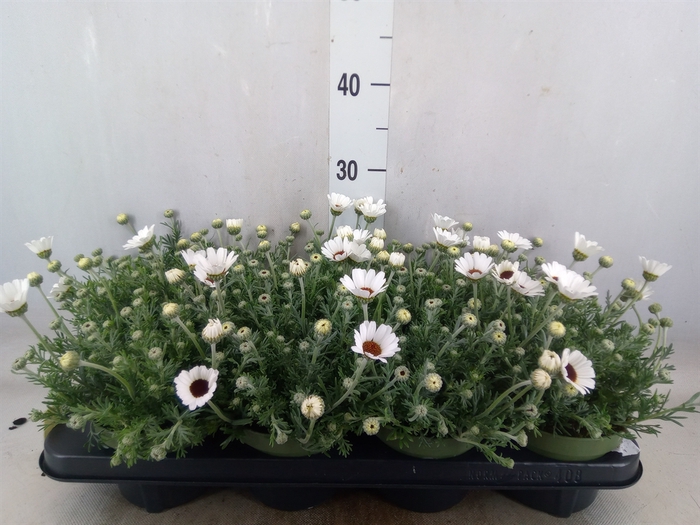 <h4>Rhodanthemum  'Casablanca'</h4>