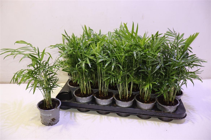 <h4>Chamaed Elegans</h4>