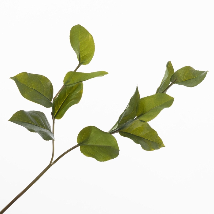 Salal Leaf  LV330160GRN