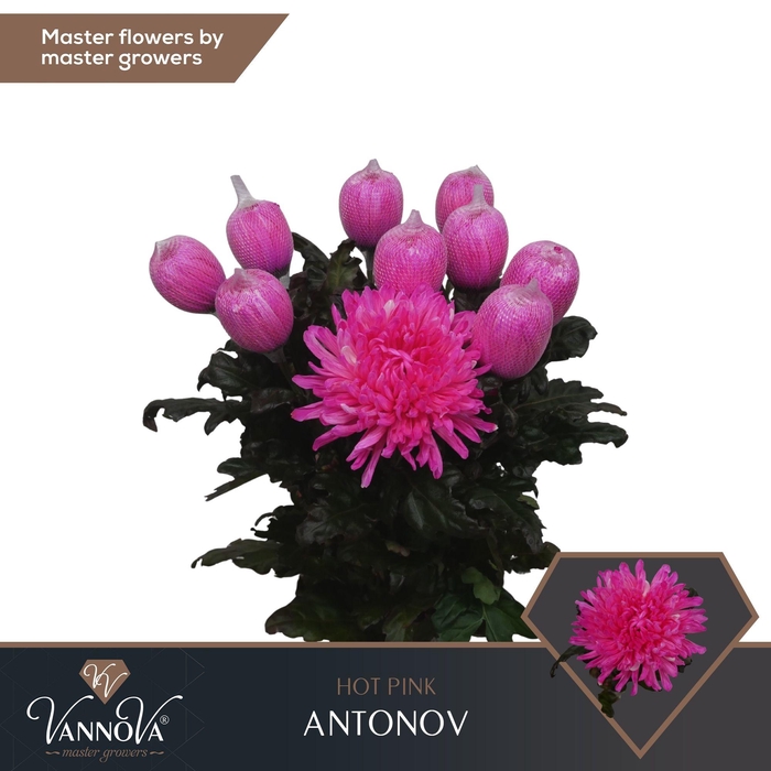 <h4>Chr G Antonov Hot Pink</h4>