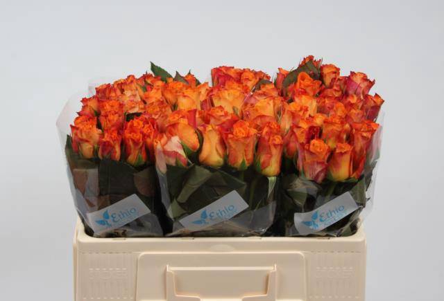 <h4>R Gr Mariyo!</h4>