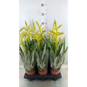 Tillandsia oerstediana