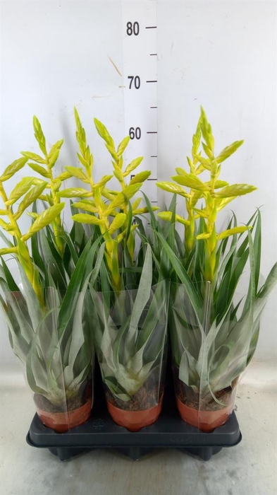 <h4>Tillandsia oerstediana</h4>