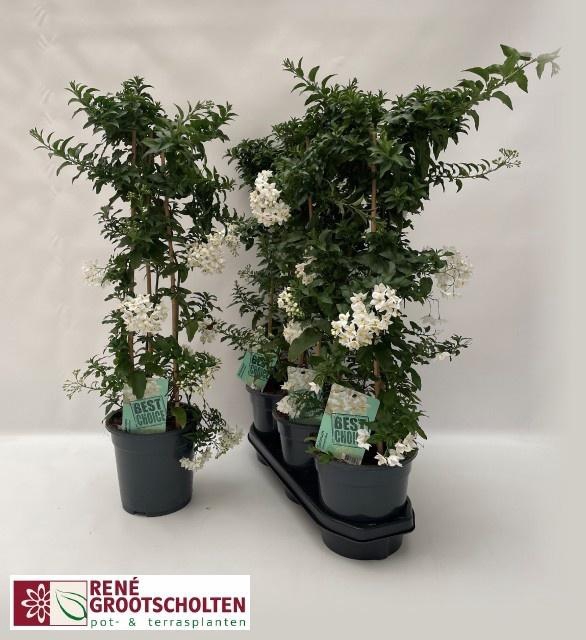 <h4>SOLANUM JASMINOIDES</h4>