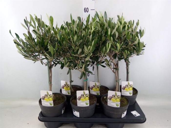 <h4>Olea europaea</h4>