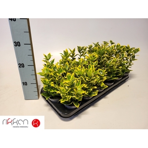EUONYMUS JA MARIEKE
