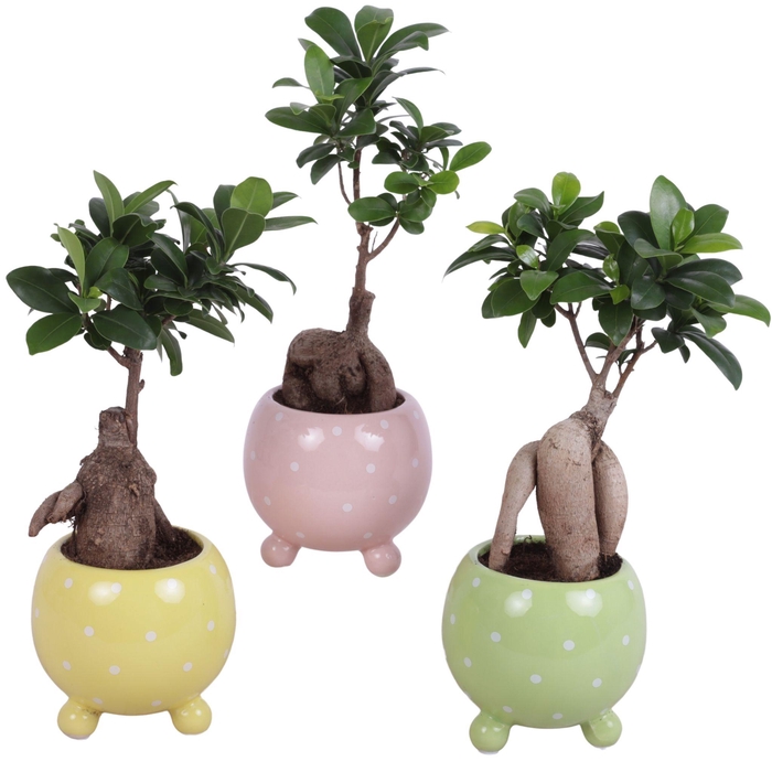 <h4>Ficus m. Ginseng Ball Shape Ø09cm in Ø11cm Ball Dots Pot</h4>