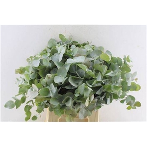 Euca Cinerea Short 150 Gr 10 Stems