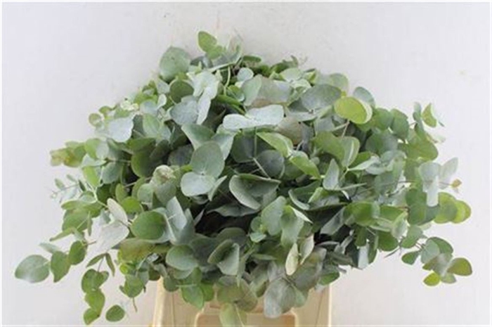 <h4>Euca Cinerea Short 150 Gr 10 Stems</h4>